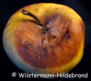 Colletotrichum an Apfel