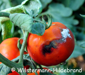Colletotrichum an Tomate
