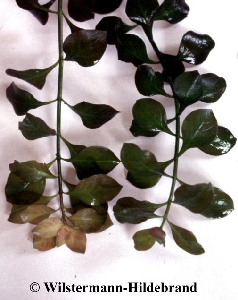 Eisenmangel an Ludwigia