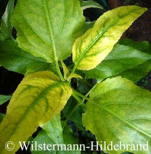 Eisenmangel an Gymnocoronis spilanthoides