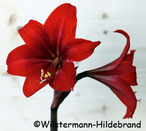 Hippeastrum Red Fire