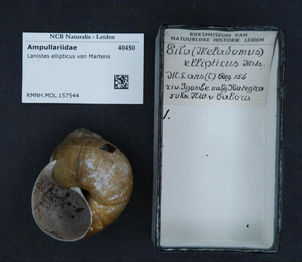 Gehäuse von Lanistes ellipticus aus dem Naturkundemuseum in Leiden