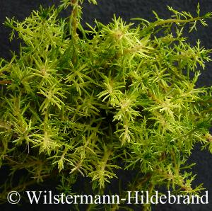 emerses Myriophyllum mezianum