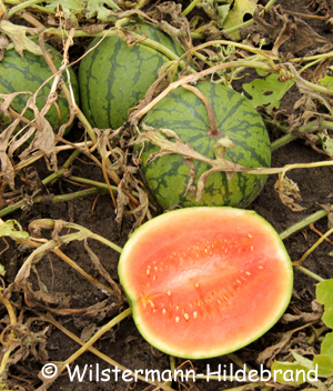 Wassermelone im Beet