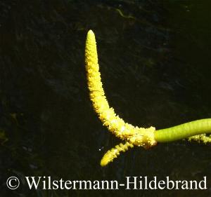 gelbe Blüten von Aponogeton elongatus
