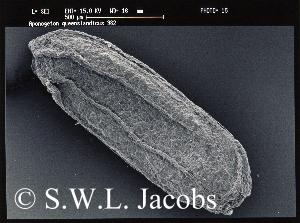 rasterelektronenmikroskopische Aufnahme eines Samens