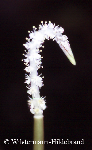 Blütenstand von Aponogeton crispus