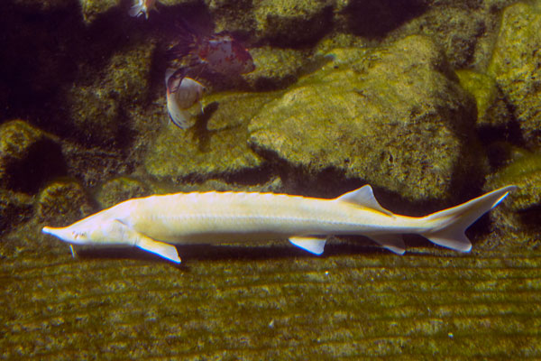 Albino-Sterlett und Goldfische