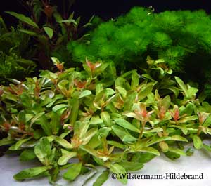 Ammannia crassicaulis submers Submers kultivierte Ammannia crassicaulis
