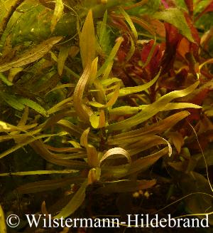 submerse Ammannia gracilis