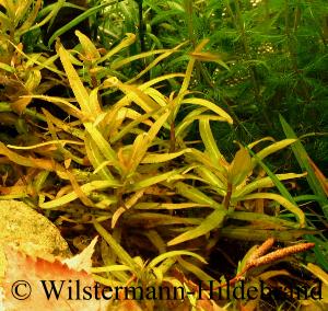 Ammannia senegalensis im Aquarium