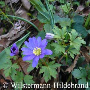 Anemone blanda