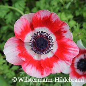 Kronen-Anemone