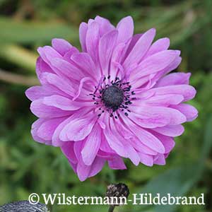 gefüllte Kronen-Anemone