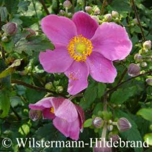 Herbstanemone 'Praecox'