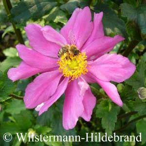 Herbstanemone 'Prinz Heinrich'