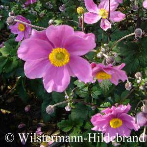 Herbstanmemone 'Serenade'