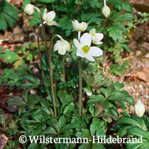 Großes Windröschen