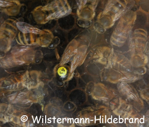 BienenkÖnigin im Stock