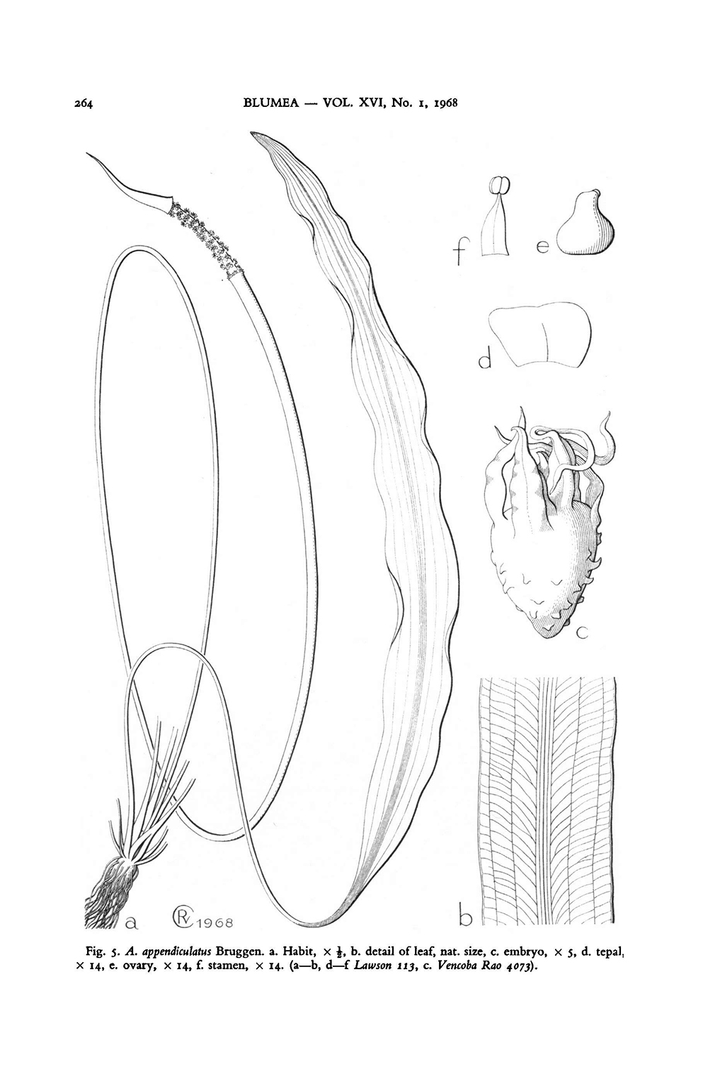 Bild aus der Erstbeschreibung von Aponogeton appendiculatus