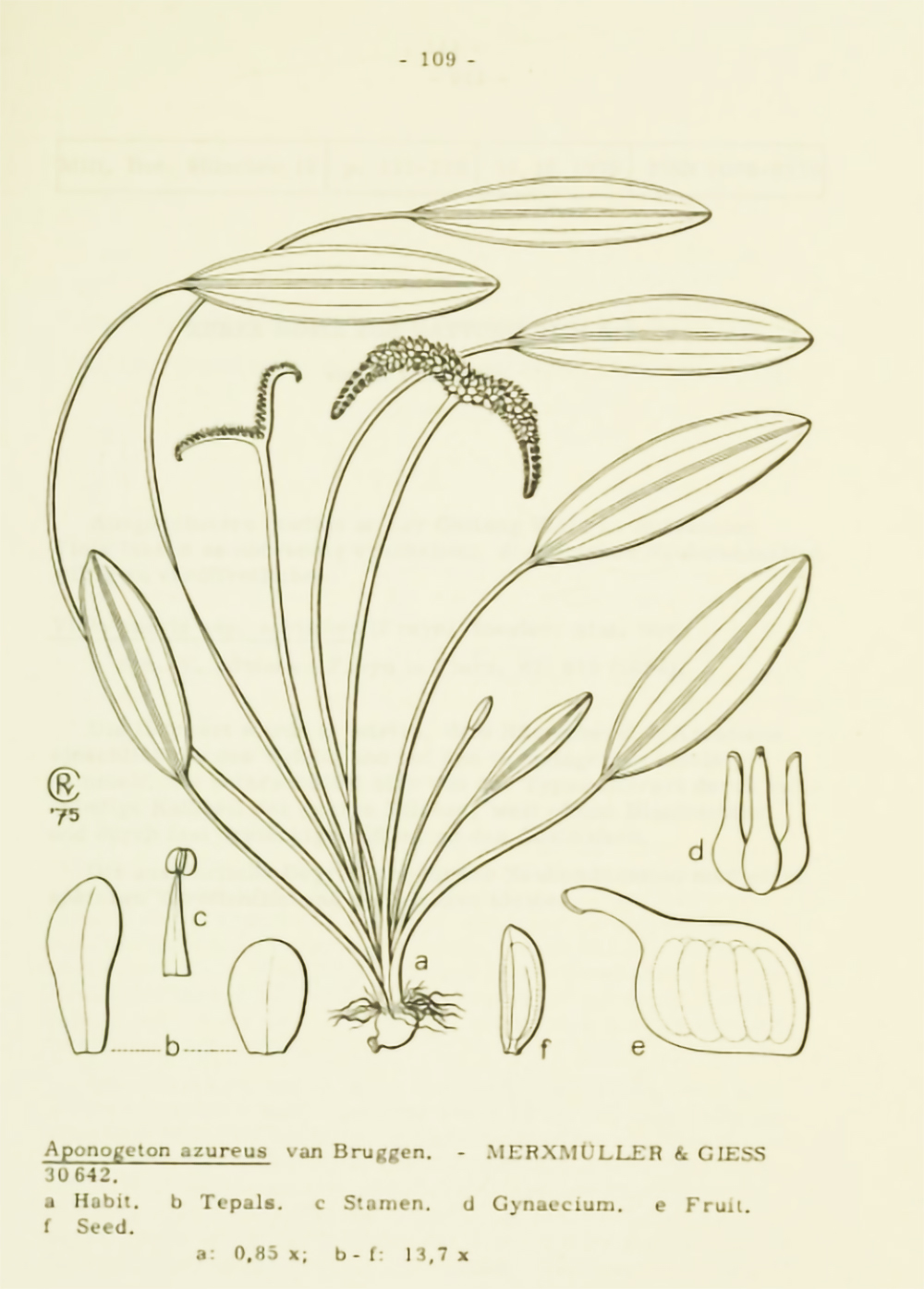 Abbildungen von Aponogeton azureus aus der Erstbeschreibung