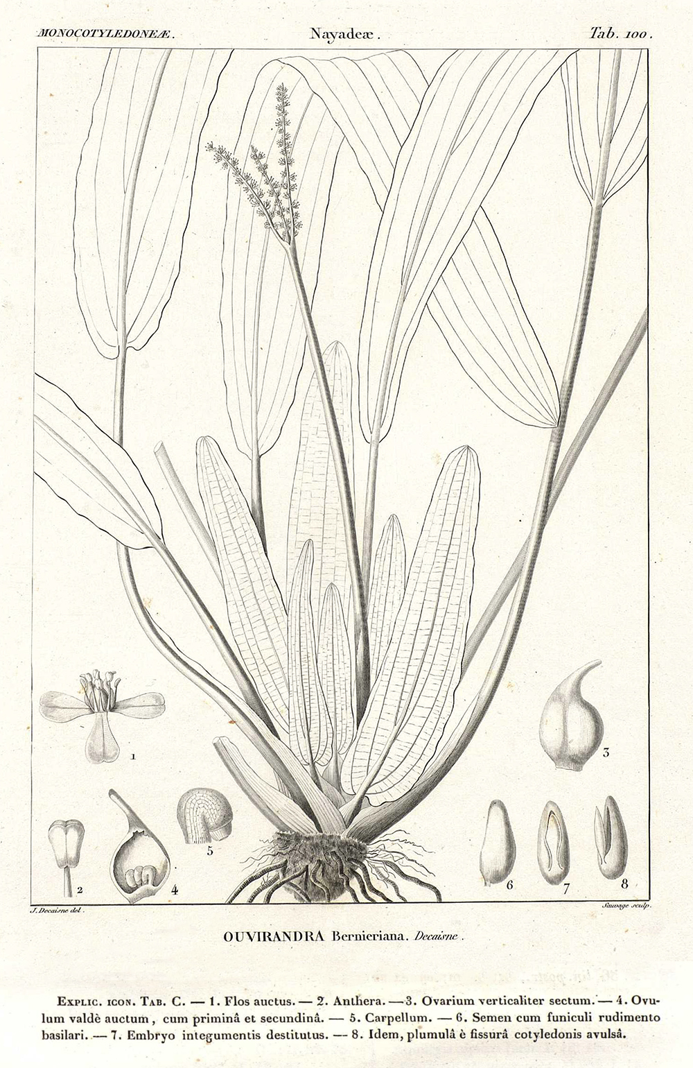 Bild aus der Erstbeschreibung von Ouvirandra bernierniana