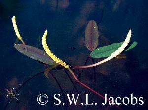 Schwimmblätter und Blütenstände von Aponogeton euryspermus