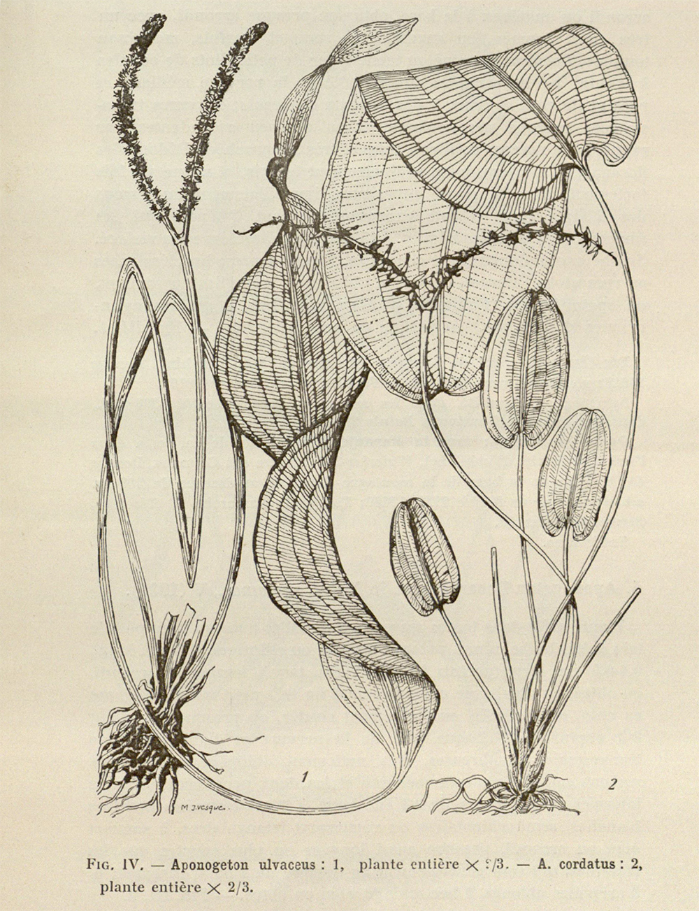 Aponogeton ulvaceus und Aponogeton cordatus aus Jumelle 1936