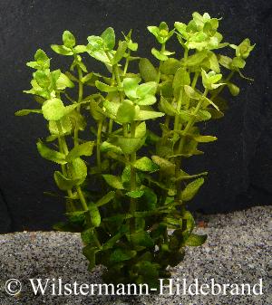 submerse Bacopa