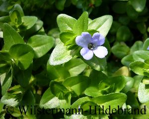 emerse Bacopa mit Blüte