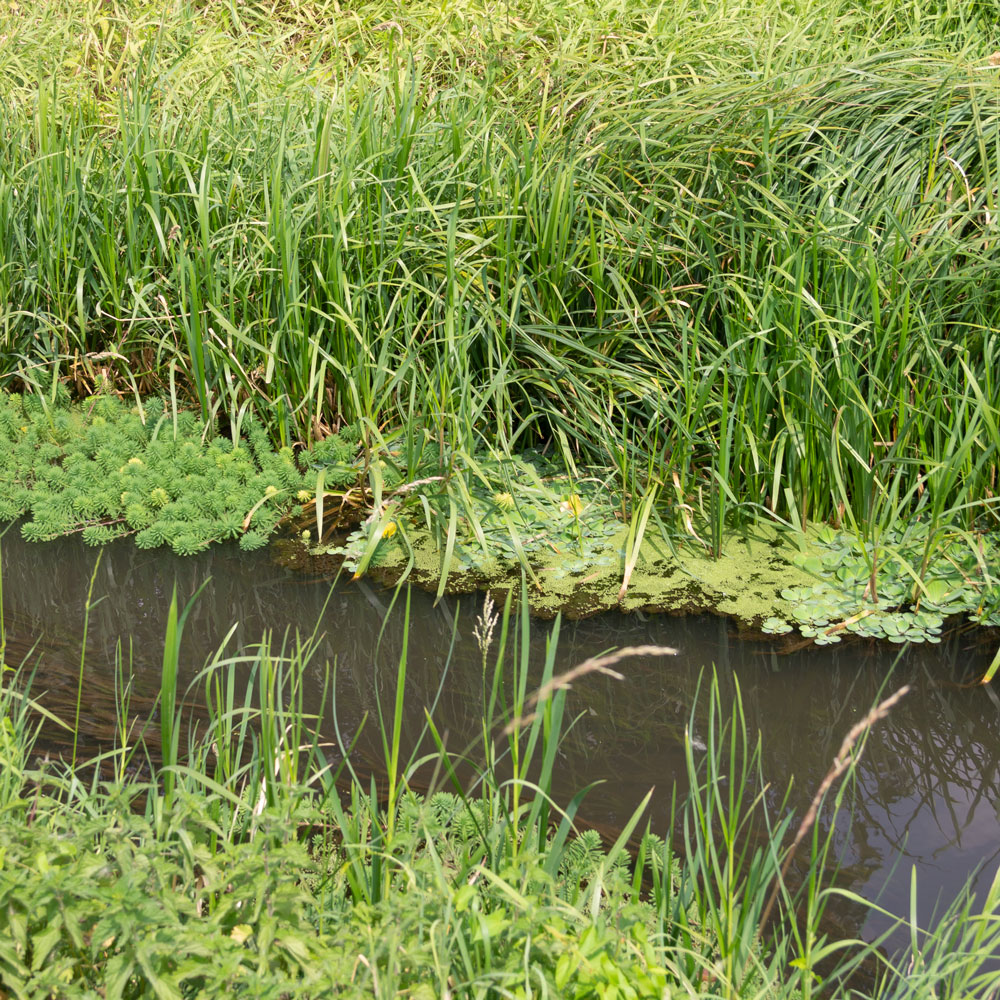 Im Tausendblatt verfangen sich Wasserlinsen und Muschelblumen am Ufer des Bendgraben bei Gusdorf.