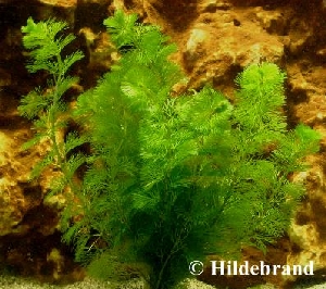 Carolina-Haarnixe unter Wasser