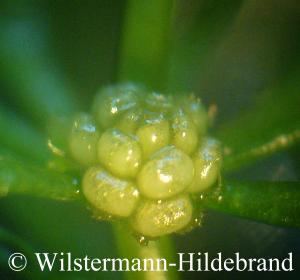 männliche Blüte von Ceratophyllum demersum