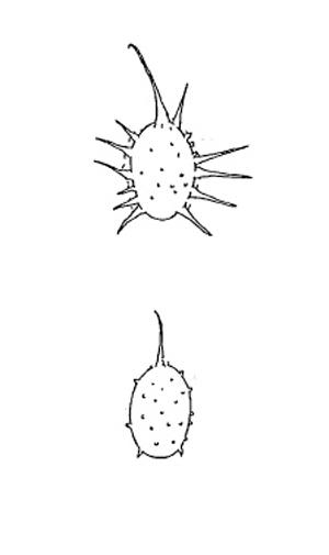 Früchte von Ceratophyllum echinatum