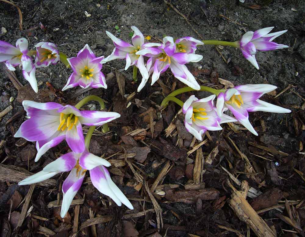 Blüte von Harlekijn