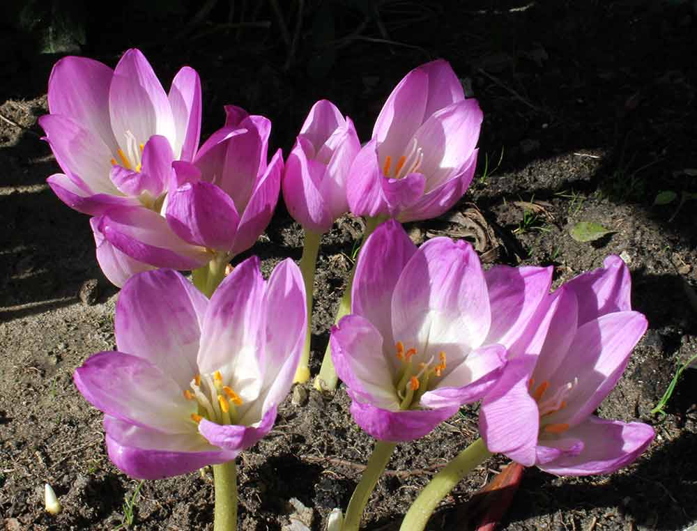 Blüte von Colchicum bornmülleri