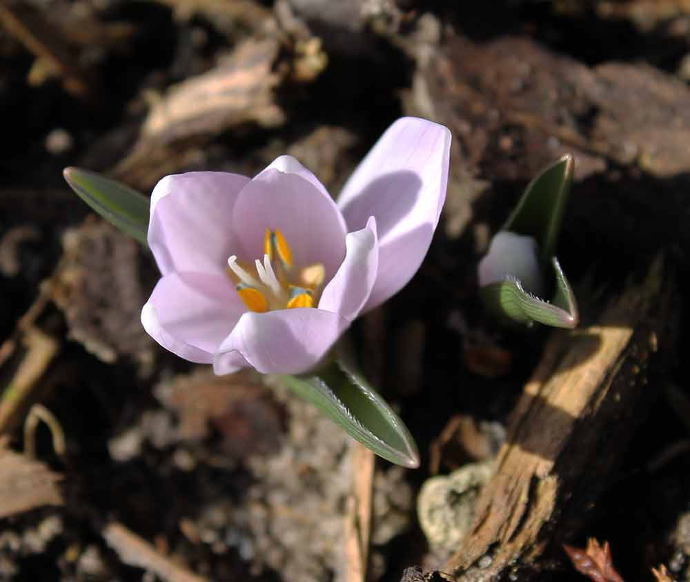 Blüte von Colchicum hungaricum