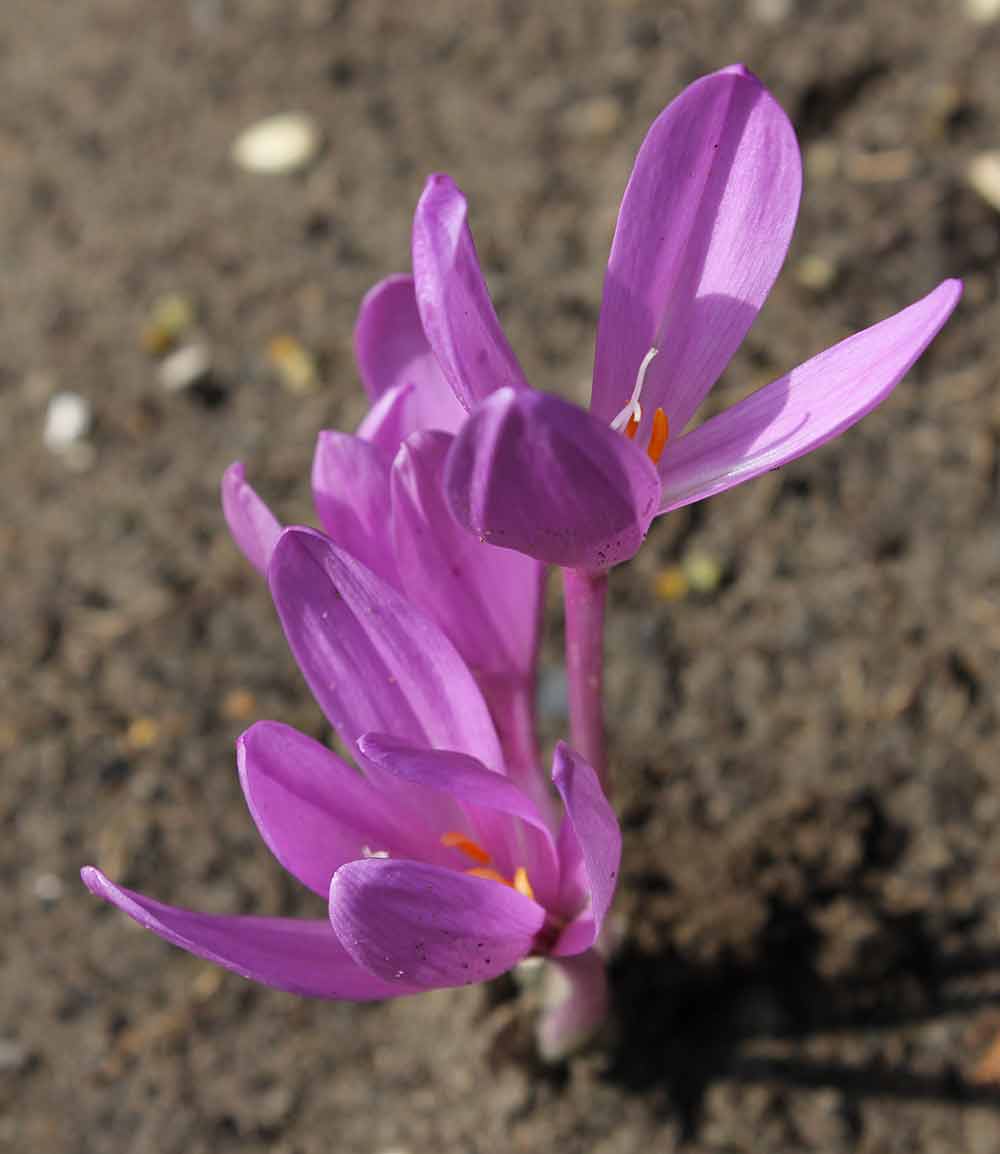 Blüten von Clchicum pannonicum