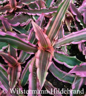 Cryptanthus bromelioides var. tricolor