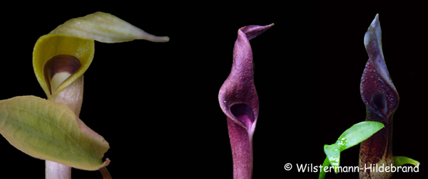 Vergleich der Blütenspatha von Cryptocoryne x willisii mit ihren Eltern