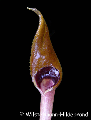 Blütenspatha der triploiden Form von Cryptocoryne beckettii