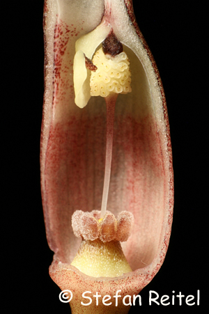 Kessel von Cryptocoryne purpurea borneoensis