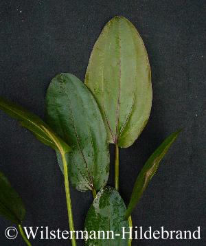 Blätter der Überwasserform von Echinodorus Altlandsberg