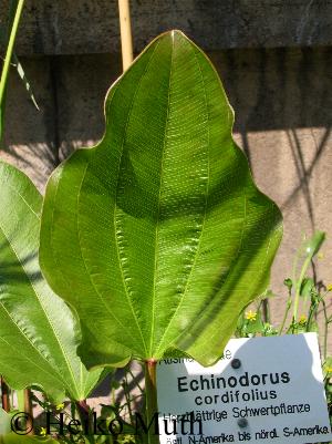 Blatt von Echinodorus cordifolius