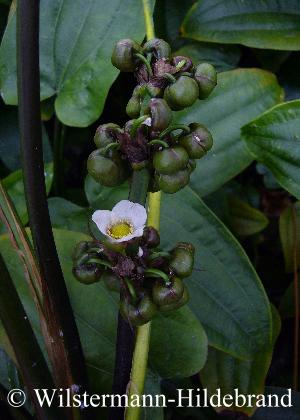 Echinodorus tunicatus Blütenstände