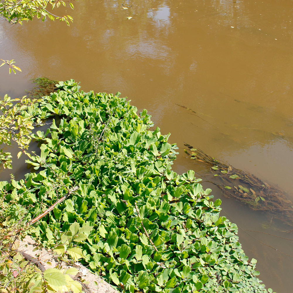 Pistia stratiotes verfängt sich am Ufer zwischen den Pflanzen