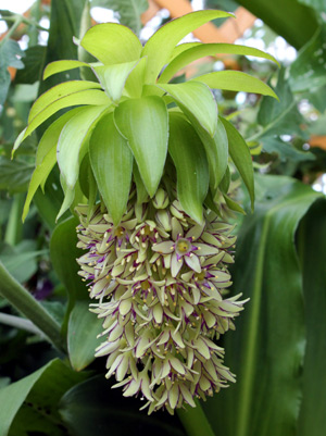 Blüten von Eucomis bicolor