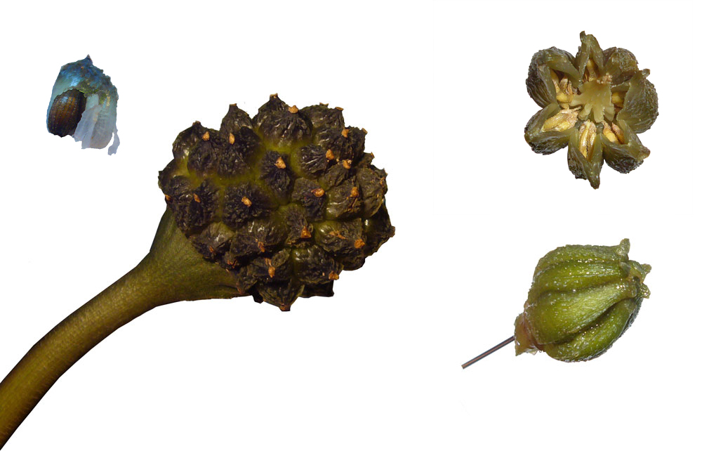 Vergleich zwischen den Früchten von Lagenandra thwaitesii und Cryptocoryne apongetifolia