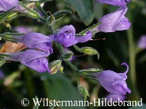 Blüten von H. corymbosa