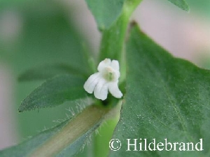 Blüte von hygrophila costata